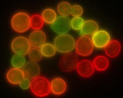 Optical Microscopy Application: Fluorescence | Edmund Optics